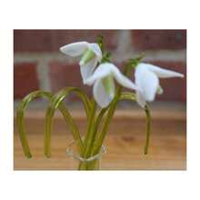 Gorgeous Glass Snowdrop Flower Display - Transparent - View 2