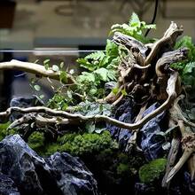 1 件 20-30 厘米天然浮木珊瑚装饰品（浮木为天然形状，厚度差异 5-10 厘米属于正常范围。收到浮木后，请将其浸泡在清水中数小时。） - 彩色 - 查看 9