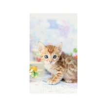 2026年カレンダー 仔猫(卓上) - イニシャル - チェックする 4