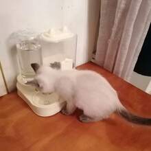 1 Set 2-In-1 Cat Feeding & Drinking Station, Cat Food & Water Bowls - Detachable & Washable Feeding & Drinking Station, Suitable For Kittens, No Electricity Needed, Easy To Clean - Multicolor - View 7