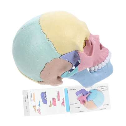 Exploded Skull Model Detachable Human Anatomy Puzzle For Stem Education Realistic Skull Structure For Anatomy And ...