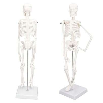 Mini Human Skeleton Model With Movable Arms And Legs  Anatomy Bones Structures Replica For Halloween Scientific Dis...