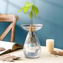 A Transparent Avocado Glass Hydroponic Vase - A Modern Cylindrical Home Decor Design That Requires No Batteries, Allowing Clear Observation Of Root Growth.