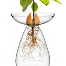 A Transparent Avocado Glass Hydroponic Vase - A Modern Cylindrical Home Decor Design That Requires No Batteries, Allowing Clear Observation Of Root Growth.