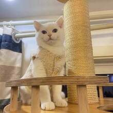 Autumn/Winter Sherpa Cat Vest, Cozy Fleece Sleeveless Jacket For British Shorthair Cats, Soft & Adorable Pet Clothes, 2 Colors Available - Brown - View 8