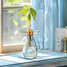 A Transparent Avocado Glass Hydroponic Vase - A Modern Cylindrical Home Decor Design That Requires No Batteries, Allowing Clear Observation Of Root Growth.