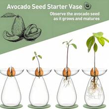 A Transparent Avocado Glass Hydroponic Vase - A Modern Cylindrical Home Decor Design That Requires No Batteries, Allowing Clear Observation Of Root Growth.