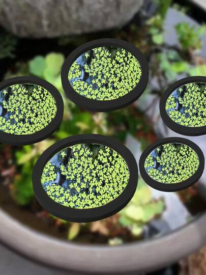 5个装水族箱漂浮植物环 鱼类喂食环 漂浮草阻挡环 适用于鱼缸水族箱池塘配件