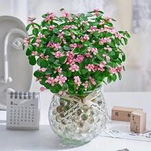 1000 buc Perle de umplere a vazei, pentru decorarea vazei, piese centrale pentru lumânări plutitoare, piese centrale de nuntă, decor floral, plantare fără sol. Numai pentru uz adulți (culori asortate)