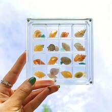 1pc - 36 Grid Acrylic Shell Display Box, Rhinestone Gem Earrings Jewelry Transparent Display Case, Jewelry Storage Display Box, Jewelry Box, Jewelry Case, Decorative Storage Space For Starfish, Shell, Gems And Crafts - Multi-Functional Storage Box With Magnetic Closure, Transparent Display Box, Suitable For Storing Rhinestones, Gems, Earrings, Rings And Jewelry, Perfect For Jewelry Storage And Display, No Power Required Storage Box, Great For Home Decor And Beach Theme Display Back To School