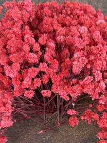 20/30/49/99/299 piezas Flores secas de Nube de Bebé y otras - Para moldes de resina, arte y manualidades, ramos florales blancos marfil para accesorios para el cabello, coronas de boda, decoración de mesa, decoración del hogar - rojo - Ver 3