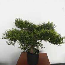 Artificial Bonsai Pine Tree Potted Plant, Indoor Green Decor For Living Room, Office