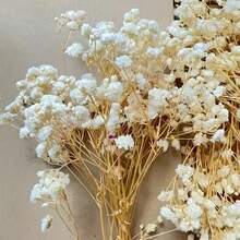 98pcs Of Dried Babysbreath Flowers Natural Gypsophila Branches For Party Table Vase Garden Office Wedding Home Gifts And DIY Wreath Floral Arrangements Birthday Graduation