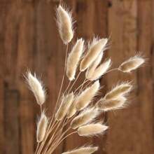 Cails de Conejito Hierba Natural de Flores secas Bouquet Pampas Vase de Planta Decoración de 50 Piezas(1)(default) - Multicolor - Ver 4