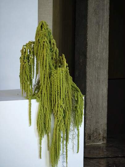 5 st eleganta konserverade blekta lila blåregn - torkade blommor för bröllopsbuketter, väggdekorationer och heminredning