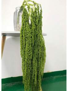 5pcs Elegant Preserved Wisteria Vine - Dried Flowers, Suitable For Wedding Bouquets, Wall Decor And Home Accents - Green - View 5