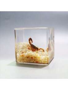 1pc Realistic Insect Habitat Specimen, 4cm-5cm Cubic Bee Pollinating Landscape, Dung Beetle Rolling Dung Landscape, Scorpion Habitat Unique Insect Decor, Micro Landscape Ornament - Multicolor - View 11