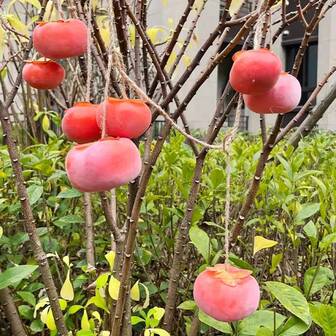 1pc Orange-Red Simulated Persimmon With Woven Straw Rope, Realistic Shape, Suitable For Harvest Season, Outdoor Patio, Garden, Yard Decor
