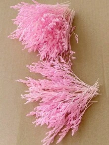 粉紅色(情人草)