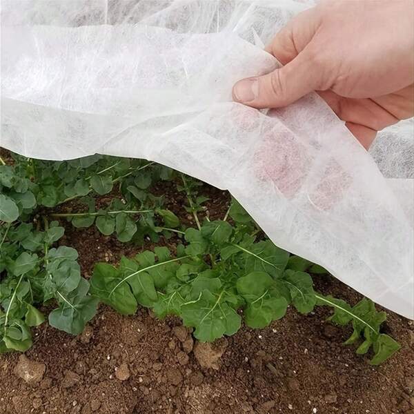Manta de protección contra la escarcha para plantas de invierno - Una barrera para pájaros e insectos, que cubre eficazmente las plantas para apoyar el crecimiento en otoño e invierno. Red contra insectos, tela contra la escarcha, protector contra la escarcha para plantas, lana para plantas, red contra insectos, tela de protección contra la escarcha para plantas, mantillo para árboles, mantillo de invierno para plantas, red contra insectos para plantas, mantillo de malla para plantas, red contra insectos para árboles, protector contra la escarcha para plantas