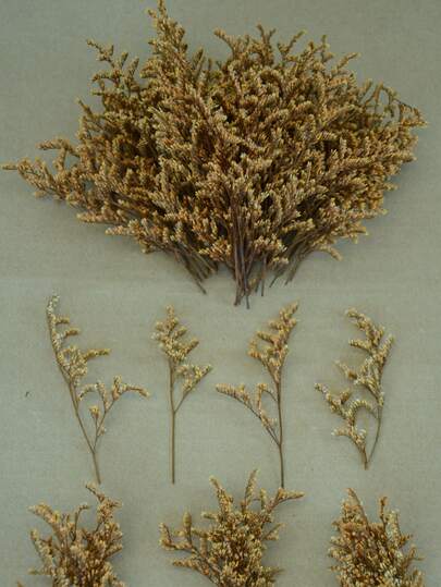 25/50/100/300 件迷你满天星及其他干花 - 用于树脂模具艺术和手工艺品，象牙白色花束，用于发饰、婚礼花环、桌面装饰、家居装饰