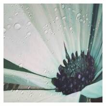 Rustic Farmhouse Shower Curtain, Farm Teal Daisy Floral Flowers And Butterfly On Country Wooden Shower Curtain For Bathroom, Turquoise Blue With 12PCS Hooks, 70X70IN - 多色548 - 查看 7