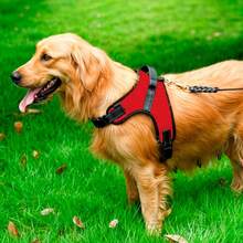 Pet Slip & Martingale Collars - Red - View 7