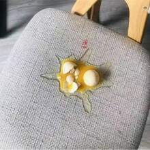 裂蛋手机支架，恶作剧玩具礼盒