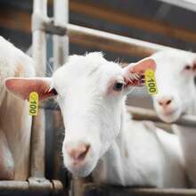 Pinzas para colocar crotales en animales de granja: Aplicador de crotales numerados para cerdos, ovejas y vacas - Amarillo - Ver 6