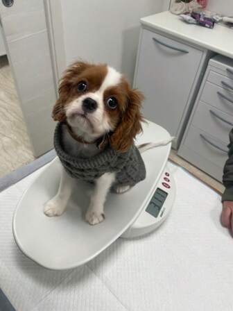 Różnorodne kolorowe swetry dla psów, ciepłe swetry dla zwierząt odpowiednie dla średnich i małych psów i kotów zimą, dzianinowa miękka kamizelka dla chihuahua z kołnierzem futrzanym, kurtka yorkie, płaszcz pluszowy