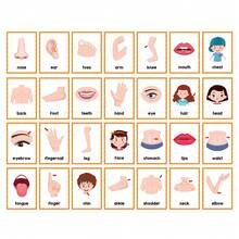 Fashionable Minimalist Design English Body Part Flash Cards, Educational English Word Cards, Early Learning English Study Cards