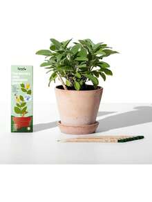 SproutWorld Wood-Cased Pencils |     Mindful Thoughts Edition |     HB Pre-Sharpened Graphite Plantable Wooden Pencils With Flower, Herb & Vegetable Seeds |     With Inspirational Quotes |     8 Pack - 1 - Xem 5