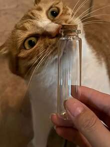 迷你玻璃花瓶，猫须收集器，送给爱猫人士的贴心礼物，四季皆宜