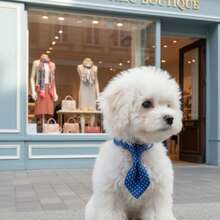 PINCOOL 宠物圆点项圈带铃铛和牵引环，适用于狗和猫