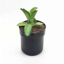 Flower Pot Money Storage Box 2 Layer Lockable Hidden Surprise Secret Box Piggy Bank Security Container Stash Key - Multicolor - View 12