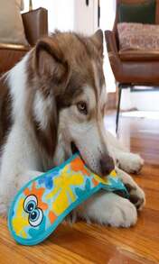 Outward Hound Tough Skinz Durable Squeaky Dog Toy With Two Tough Layers, Avocado, Green, Medium - ColorE - View 6