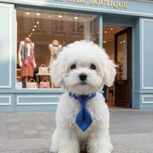 PINCOOL 宠物圆点项圈带铃铛和牵引环，适用于狗和猫