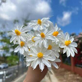 5-Stem Multicolor Dried Flower Bouquet, Includes Dendrobium Orchid And Chrysanthemum, Suitable For DIY Arrangement, Vase, Office And Home Decor - Ideal For Thanksgiving, Weddings, And Farmhouse Style, Versatile Seasonal Display, Floral Decoration