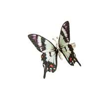 Decorative Butterfly Hair Clips 12Pack Multicolor Garden Decor