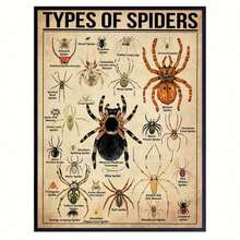 1 Pieza Póster de Lienzo, Tipo de Póster de Araña, Tipo de Póster de Animal, Póster de Ilustración de Araña, Arte de Pared para Sala de Estar, Decoración de Pared de Dormitorio, Decoración de Habitación, Sin Marco - transparente - Ver 1
