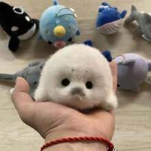 1个可爱海豹毛绒玩偶 - 儿童毛绒玩具 - 抱枕 - 摆件 - 娃娃 - 挂饰 - 家居装饰 - 车内装饰 - 史迪奇玩具、旅行玩具、课堂减压玩具、迷你小物、洗澡玩具、圣诞文具、压力球 - 生日礼物、圣诞礼物、万圣节礼物、完美礼物 - 彩色 - 查看 9