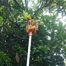 1pc High Reach Fruit Picker Tool, Suitable For Apples, Oranges, Avocados, Walnuts, Lemons And Mangoes - Red - View 4