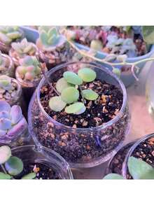 球形玻璃花瓶水培容器，苔藓和多肉植物种植器，桌面水族箱，创意玻璃瓶