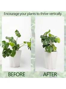 Durable Monstera Deliciosa Plant Support - Unique Design Suitable For Climbing Plants, Monstera Deliciosa Clip Set, Ideal Plant Support To Promote Healthy Growth - Multicolor - View 7