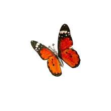 Decorative Butterfly Hair Clips 12Pack Multicolor Garden Decor