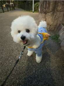 Knitted Sweater For Teddy, Poodle, Bichon Frise, Cats And Dogs, Autumn/Winter - Blue - View 5