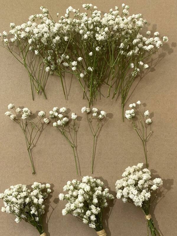 20/50/100/150/300 szt. Miniaturowych gipsówek i innych suszonych kwiatów – do form żywicznych, sztuki i rzemiosła, bukiet w kolorze kości słoniowej, ozdoby do włosów, wieńce ślubne, dekoracje stołu, dekoracja domu