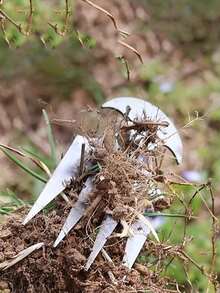手工焊接四齿园艺除草耙+防刺园艺手套！省力耐用！适用于除草、松土、播种——男女皆宜