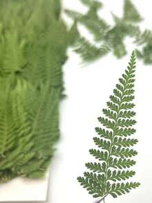 1 Bag Of Fern Leaves, Embossed Dried Flowers, Cosmetic Plant Specimens For DIY Mobile Phone Cases, Bookmarks, Aromatherapy Candles, Envelopes, Real Leaves, Real Flowers, Leaf Stickers, Christmas - Green - View 15