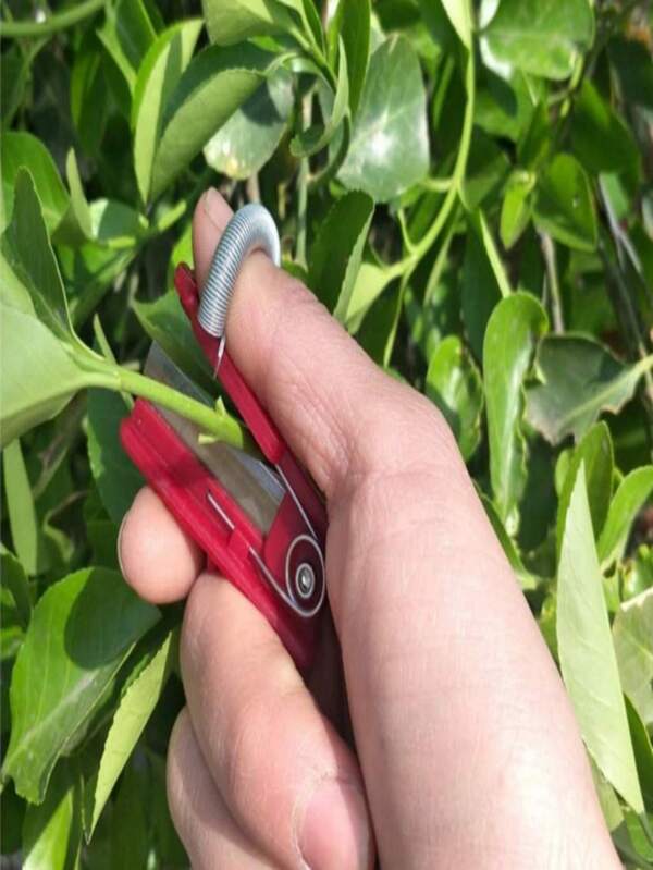 1 Stück Mehrzweck-Gartenmesser - Klinge aus Edelstahl, ideal zum Pflücken von Obst & Gemüse, Trimmen von Ästen und Entfernen von Blättern auf Bauernhöfen, in Gärten und Obstgärten